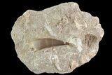 Fossil Plesiosaur (Zarafasaura) Tooth In Rock - Morocco #73614-1